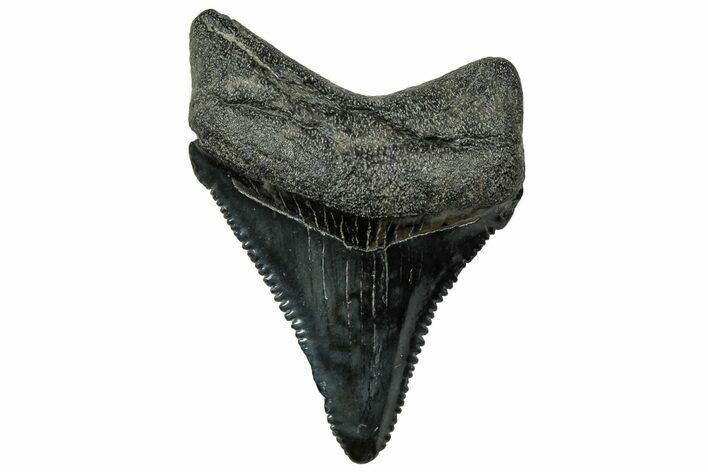 Serrated, Juvenile Megalodon Tooth - South Carolina #321449